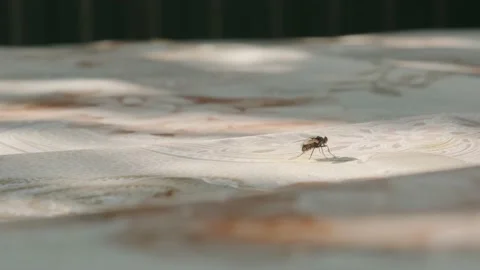 Black fly Stock-Footage 160345334