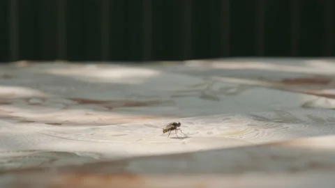 Black fly Stock Footage 160345374