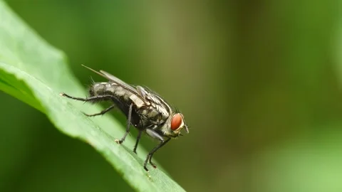 Black Fly Stock Footage 333060110