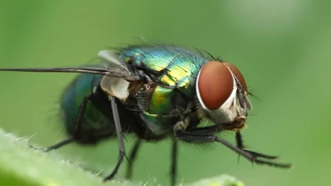 Black Fly Stock-Footage 333327911