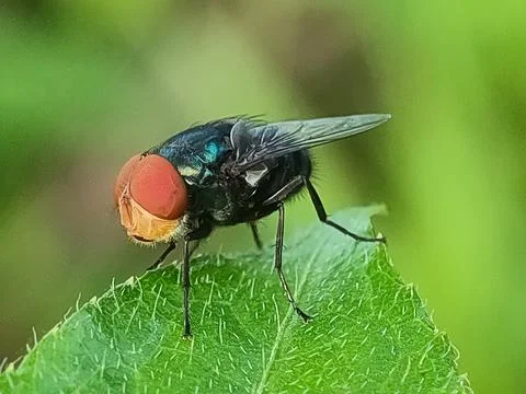 Black fly on green leaf closeup. Фото