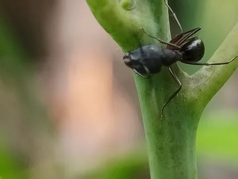 Black fly on green leaf stem. Fotos Stock