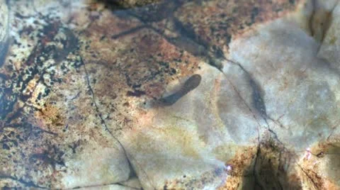 Black fly larva Stock Footage 11115619