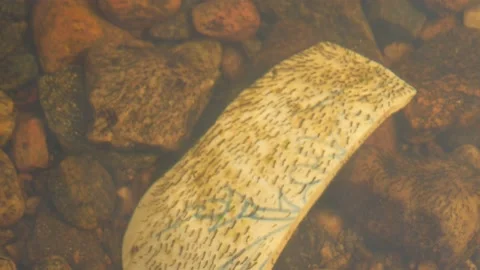 Black Fly Larva In River Stream on Piece of Ceramics, Close Up Vídeos de archivo 213936597