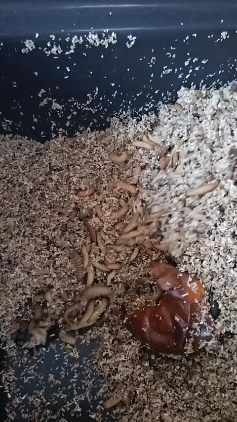 Black Fly Larvae Cultivation in Plastic Container Stock Footage 322776040