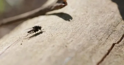 A black fly moving on a sunlit tree trunk, Stock Footage 306023172