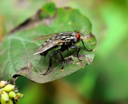 Black fly 库存照片