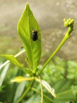 Black fly Stock Photos