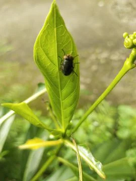 Black fly Stock Photos