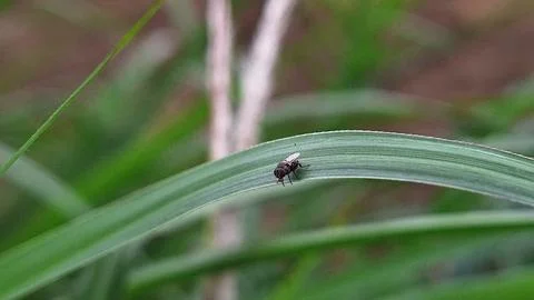 Black fly Stock Photos