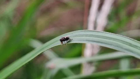 Black fly Stock Photos
