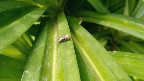 Black Fly Resting on Green Pandan Leaf in Garden Stock Footage 341097105