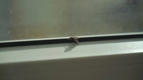 Black fly sits on window frame and washes with paws Stock Footage 237887797