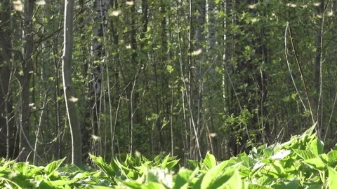 Black fly sometimes called a buffalo gnat, turkey gnat, or white socks is any Stock Footage 84179308