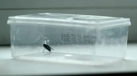 Black Fly In A Transparent Box Stock Footage 37766583