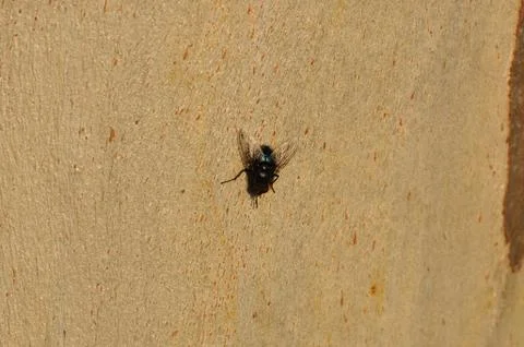 Black fly on tree trunk Stock-Fotos