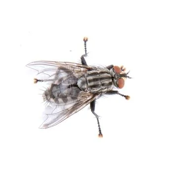 Black fly on a white background 스톡 사진
