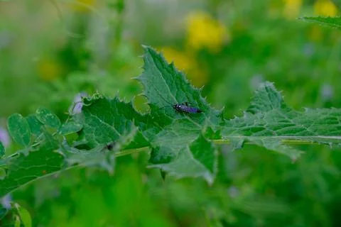 Black Flying Bug Insect Stock-Fotos