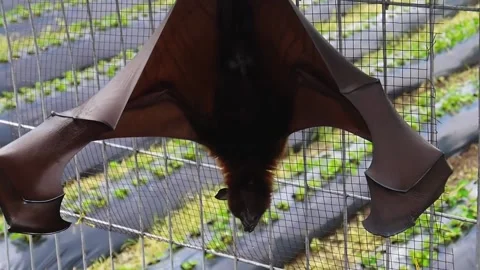 Black flying fox hangs upside down on a chain-link fence with spread wings Video stock 138090696