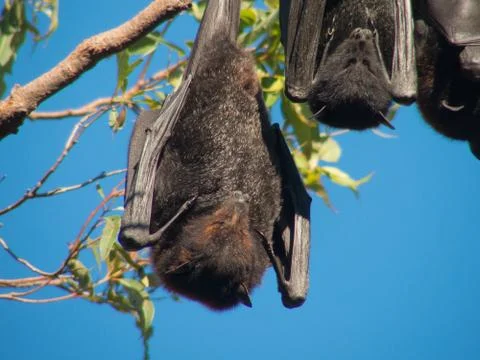 Black Flying Fox Stock Photos