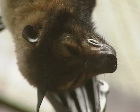 Black flying fox (Pteropus alecto) 02 profile Stock Footage 22224383