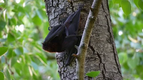 A black flying fox (Pteropus alecto) clambers on the tree trunk amidst lush Stock Footage 324385616