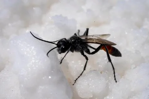Black flying insect with a stinger crawling across the ground Stock Photos