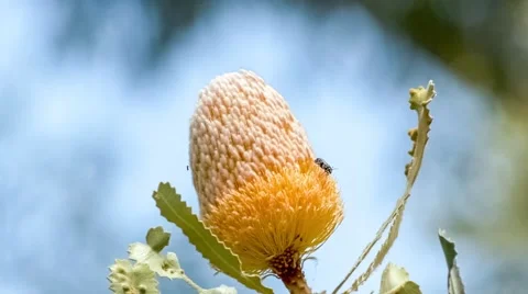 Black flying insects crawling and hovering over flower-head. Stock Footage 62224421