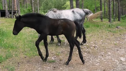 Black foal Stock Footage 134333360
