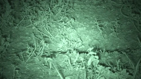 Black-Footed Ferret Emerging Exiting Coming Up Hole Burrow at Night Stock Footage 43093283
