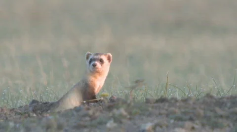 Black-footed Ferret in Prairie Grassland in Great Plains Stock Footage