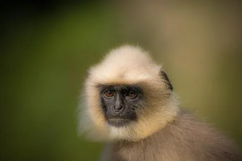 Black footed gray langur Stock Photos