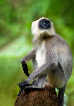 Black footed Gray Langur Stock Photos