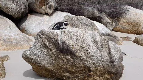 Black footed Penguin at Boulder Beach on the Cape of Good Hope Stock Footage 127102555