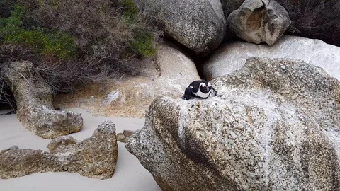 Black footed Penguin at Boulder Beach on the Cape of Good Hope Stock Footage 127102572