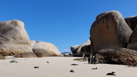 Black footed Penguin at Boulder Beach on the Cape of Good Hope Stock Footage 127102582