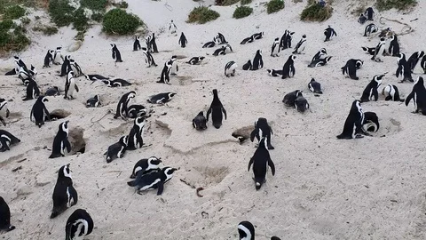 Black footed Penguin at Boulder Beach on the Cape of Good Hope Stock Footage 127102612