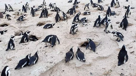 Black footed Penguin at Boulder Beach on the Cape of Good Hope Stock Footage 127102639