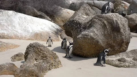 Black footed Penguin at Boulder Beach on the Cape of Good Hope Stock Footage 127102651