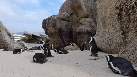 Black footed Penguin at Boulder Beach on the Cape of Good Hope Stock Footage 127102661