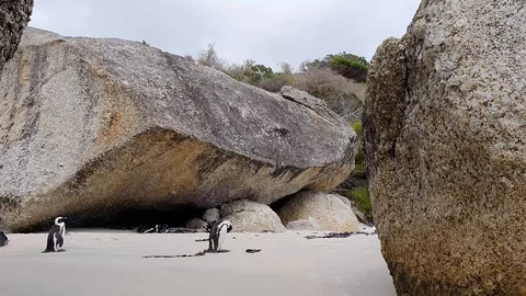 Black footed Penguin at Boulder Beach on the Cape of Good Hope Stock Footage 127102679
