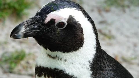 Black-footed Penguin. Fotos Stock