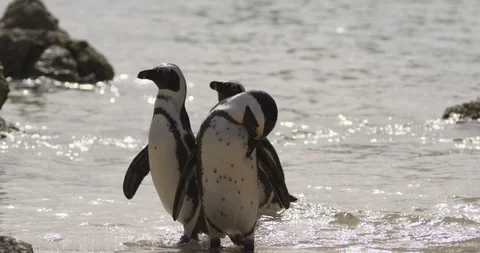 Black-footed penguin scratching himself while standing in sea water Stock Footage 109345116