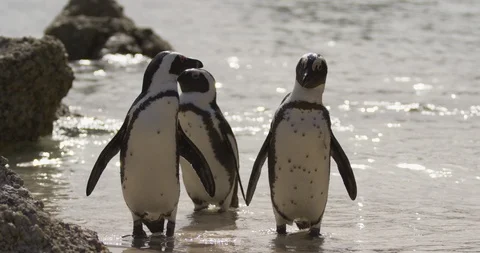 Black-footed penguin shaking its head while standing in sea water Stock Footage 109344868