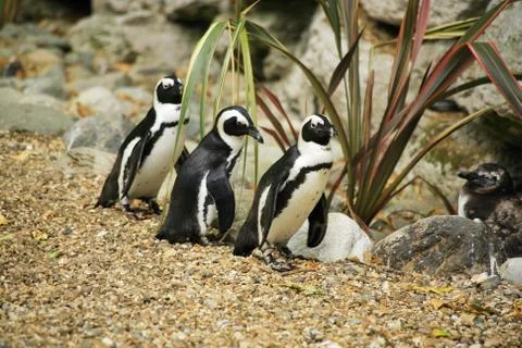 Black footed penguins Stock Photos