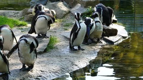 Black-footed penguins. 写真素材