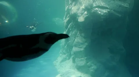 Black-footed Penguins Underwater Video stock 64823064