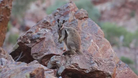 Black-footed Rock Wallaby looking on red boulder in outback close up Stock Footage 328647776