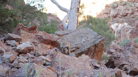 Black-footed Rock Wallaby move in red gorge on the outback Stock Footage 328647786