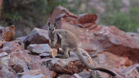 Black-footed Rock Wallaby move slowly in red gorge in the outback close up Stock Footage 328647799